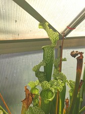 Sarracenia SX004 ALS - Taglia S - Pianta Carnivora