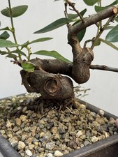 Melo Cotogno da seme - Bonsai