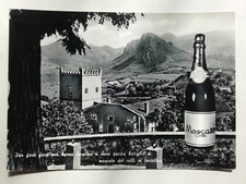 Moscato dei colli - colli, wine