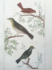 Buffon/Vauthier Incisione