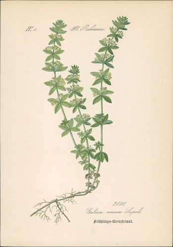 Chromolithographie - ,