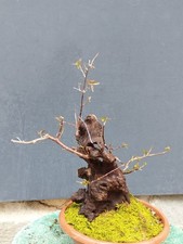 BONSAI DI BOUGANVILLEA 40x20cm