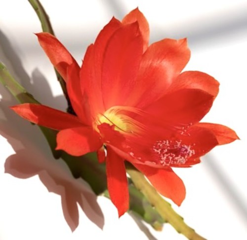 Disocactus speciosus seeds - disocactus, 10