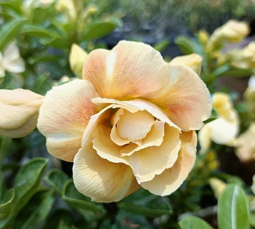 Rosa del deserto adenium - rosa,