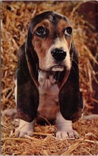 Cartolina Nessuno mi ama! Sad Bassett Hound cane cucciolo