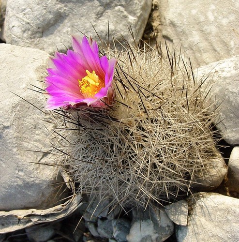 Gymnocactus beguinii