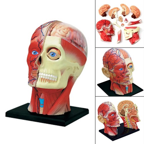 Modello anatomico scheletro