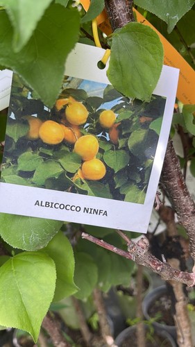 Albicocco ninfa prunus - albicocco, (prunus