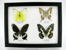 4 farfalle vere, imbottite