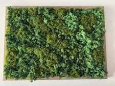 Quadro Di Muschio Stabilizzato
