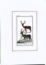 Stampa Antiche Epoca '800