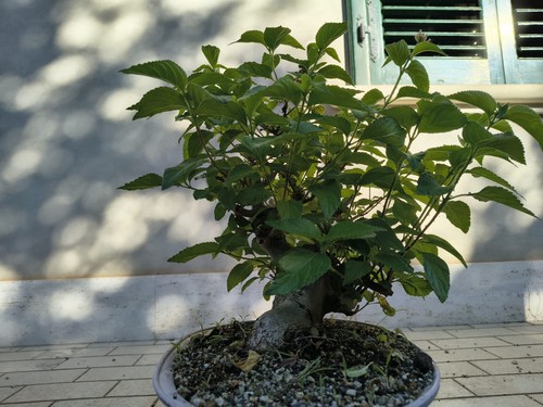 Pianta lantana pre bonsai - di,