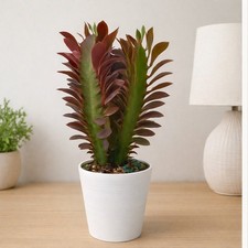 Red Euphorbia Trigona Red Live