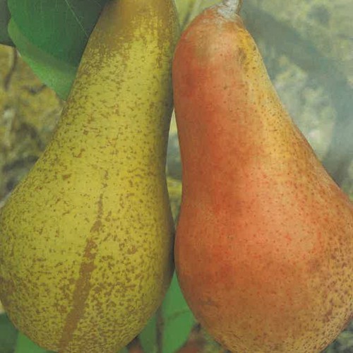 Pianta frutto pero abate - frutto,