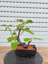 Bonsai di Ficus Carica Higuera