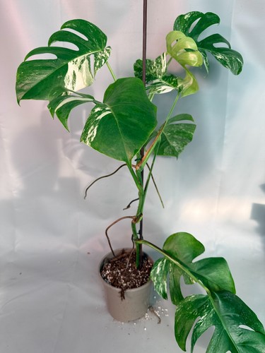 Monstera deliciosa albo - deliciosa,