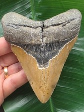 Dente Marrone del Megalodonte