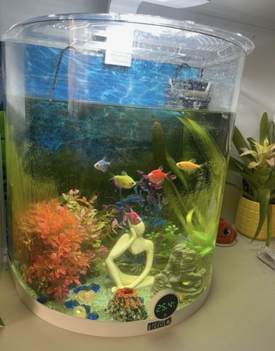 Acquario tetra vetro - , in