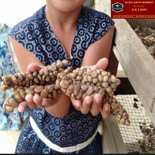 1000gr autentico kopi luwak