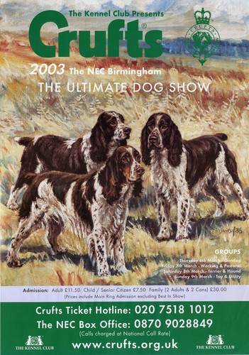 English springer spaniel ess - ,