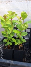 Psidium longipetiolatum -