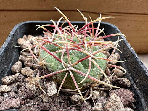 Thelocactus hexaedrophorus