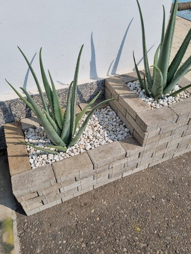Pianta aloe vera - pianta,