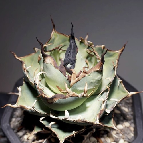 Pianta agave succulenta - di,