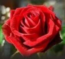 50 Semillas de Rosa Roja (Red