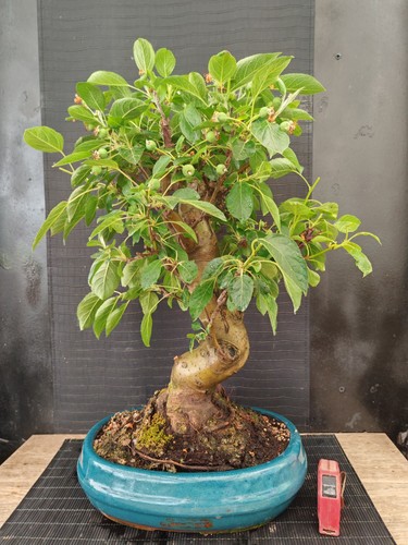 Bonsai melo h - melo, 57