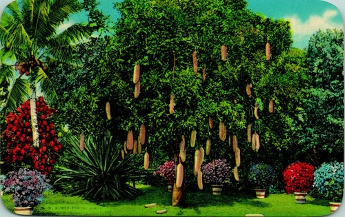 Salsiccia albero frutto - albero, da