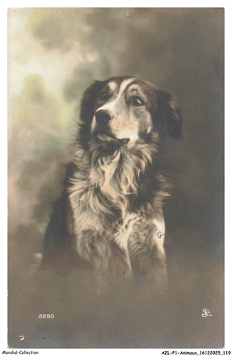 Azlp1 0062 animaux - -, cani