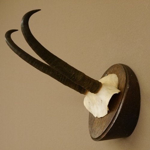 Corna camoscio forte - di,