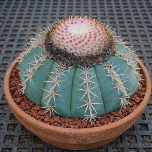 Melocactus polyacanthus seeds - polyacanthus,