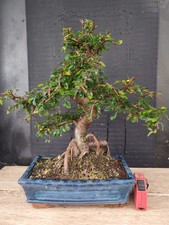 bonsai  olmo cinese   h 42 cm
