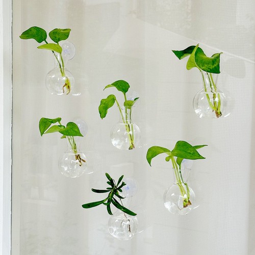 Vaso bulbo con ventose - in,