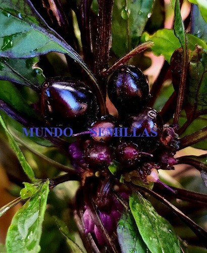 Perla nera semi freschi - nera,