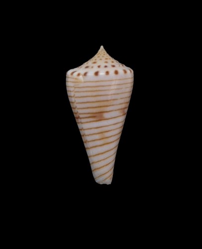 Conchiglia shell conus hirasei - shell,