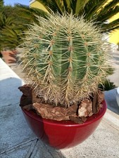 Pianta Di  Echinocactus