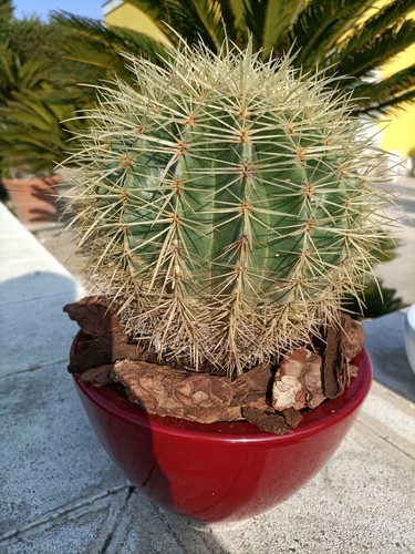 Pianta echinocactus - ,