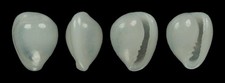 GRANULINA MARGINATA FANTASTIC