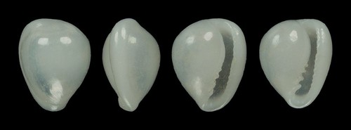 Granulina marginata fantastic - granulina,