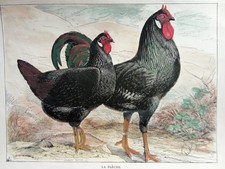 Stampa Antica 1910 LA FLÈCHE