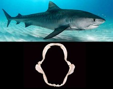 Mascella Bocca Squalo Tigre