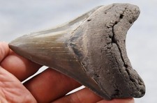 Megalodonte denti di squalo