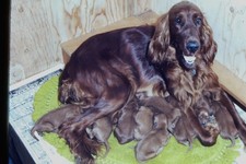 Setter irlandese 1976 cane con