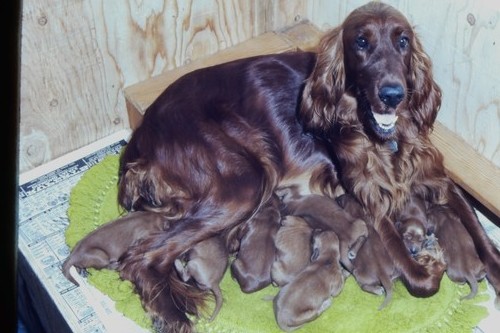 Setter irlandese 1976 - cane, con