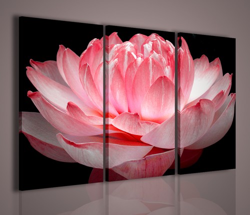 Quadro moderno lotus flower - moderno,