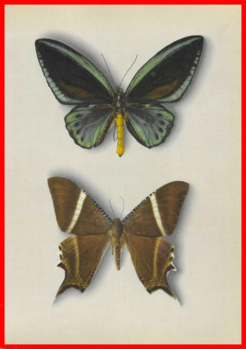 Stampe antiche originali - stampe,