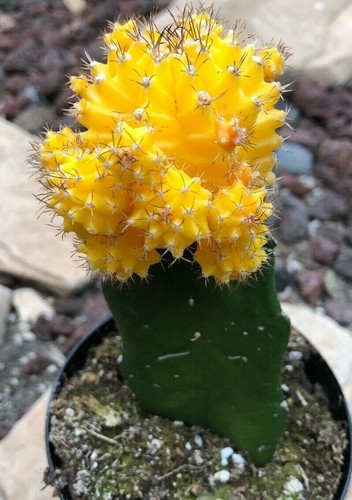 Gyncocaleum mihanovichii - gyncocaleum,